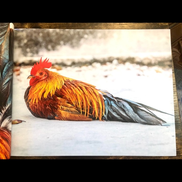 Cocks of Key West Coffee Table Book - Picture 6 of 16
